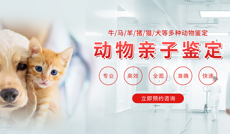 分类：动物鉴定