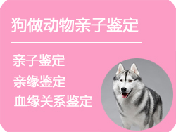 狗做动物亲子鉴定