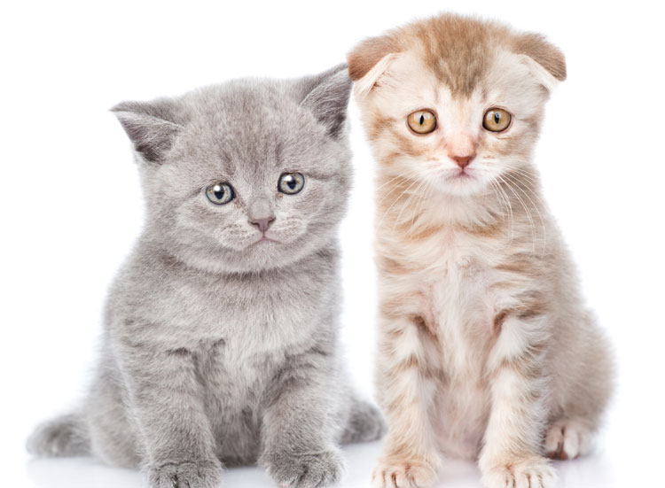 猫做动物亲子鉴定 猫做动物亲子鉴定